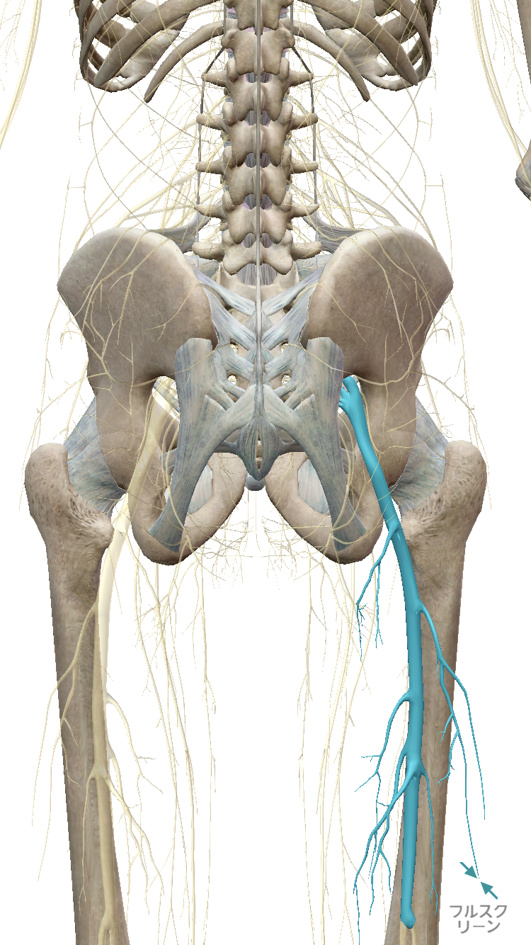 坐骨神経の画像