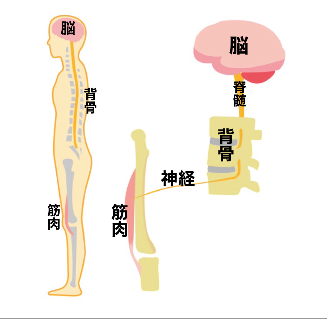 神経の説明画像