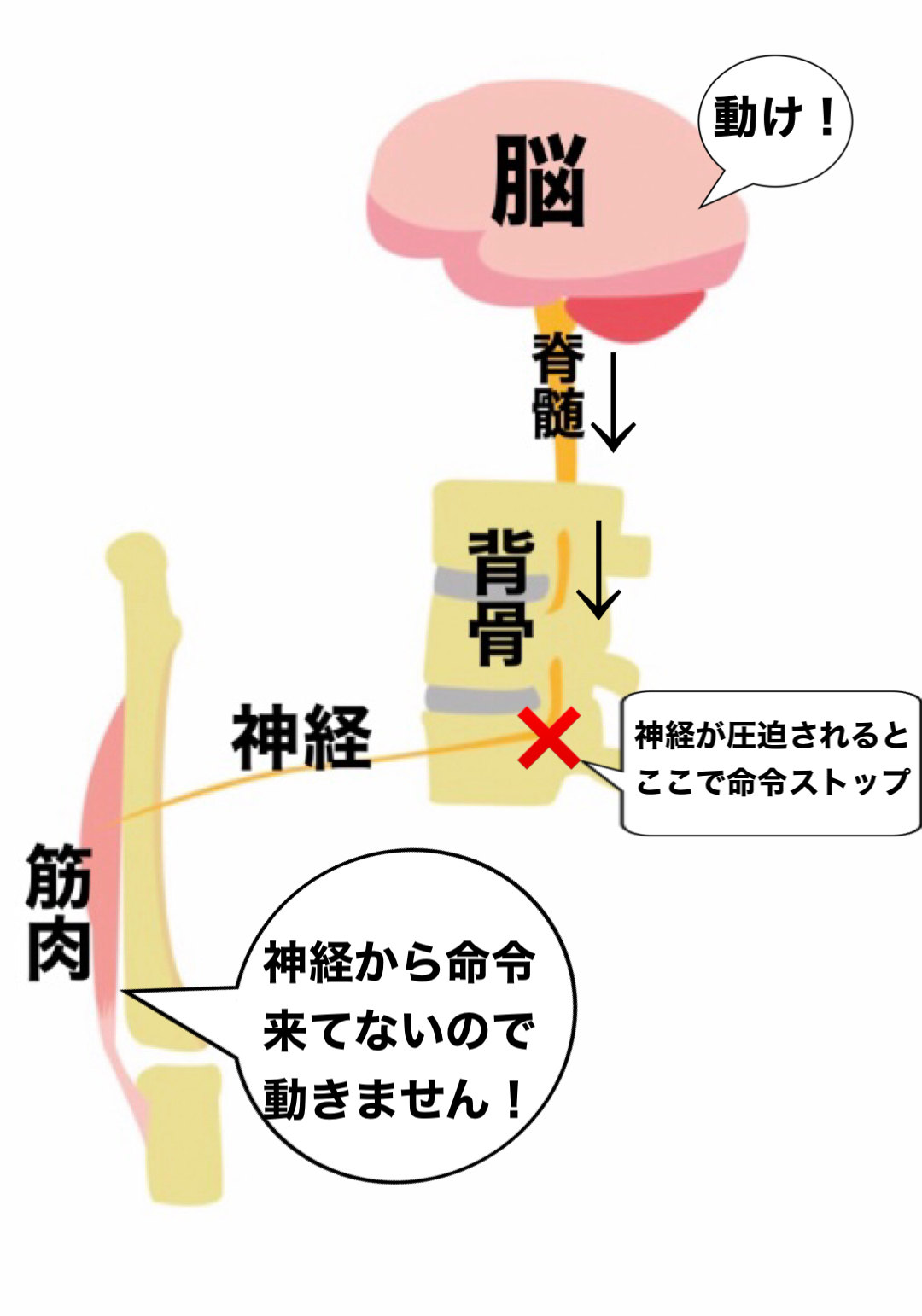 運動神経の説明画像