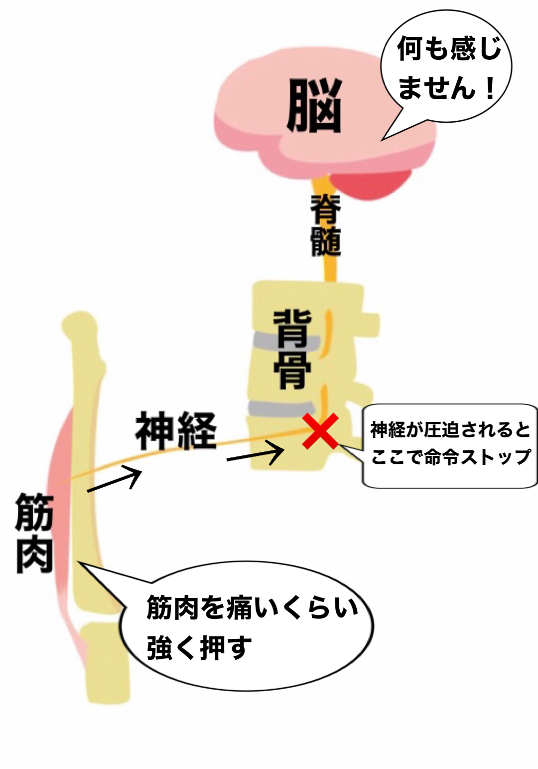 感覚神経の説明画像