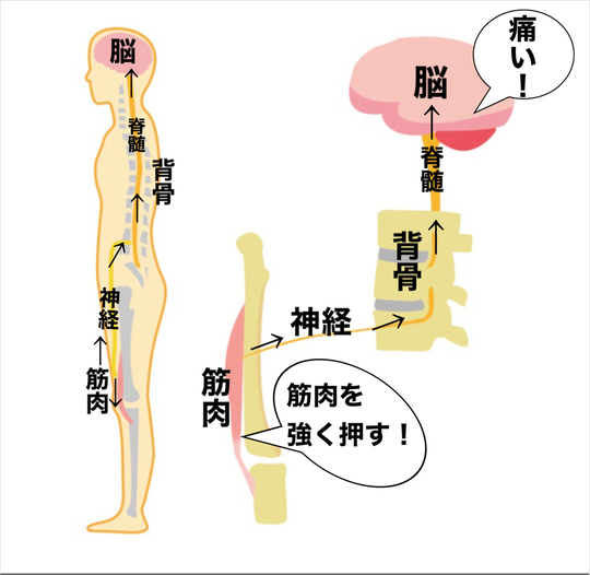 江東区の腰痛整体院による坐骨神経痛を早く治す方法とは - 木場駅より