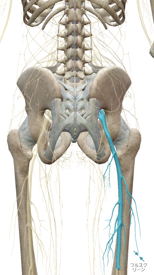 腰痛 神経痛 などに 坐骨神経痛が出現し、前かがみでないと歩けない70代女性 | 治療症例