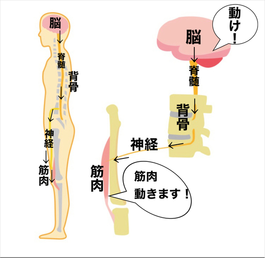 腰痛 神経痛 などに 坐骨神経痛が出現し、前かがみでないと歩けない70代女性 | 治療症例